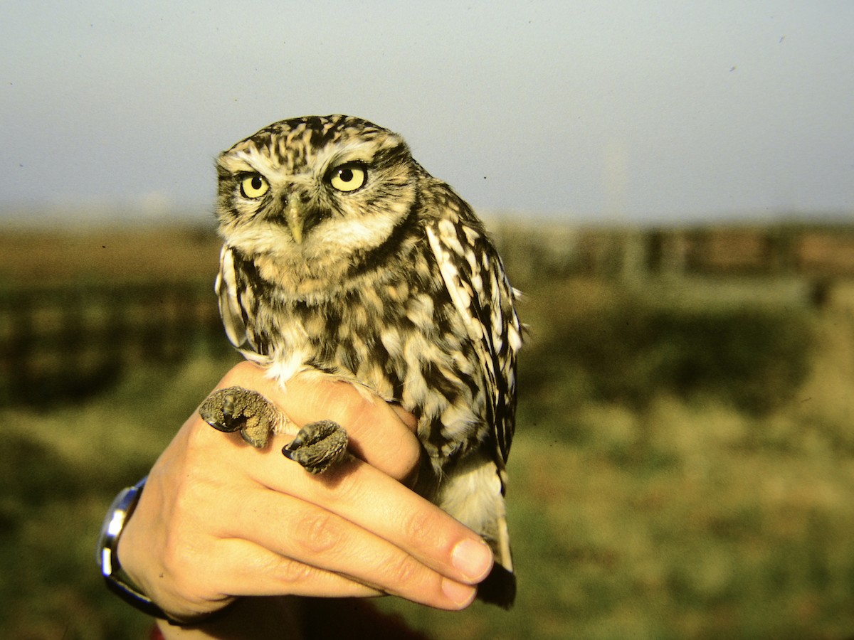 Little Owl - Norman Jackson
