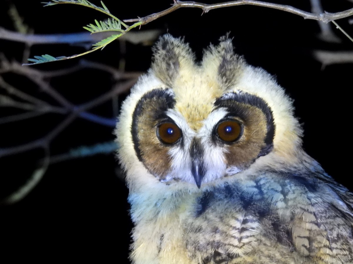 Striped Owl - Hugo Caverzasi