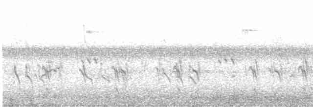 Перепончатопалый галстучник - ML475953351