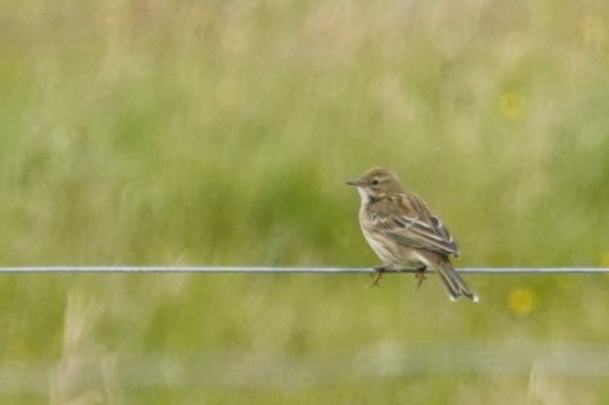 Meadow Pipit - ML475958871
