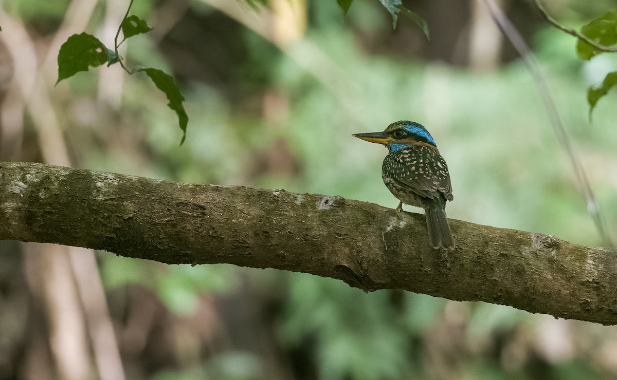 Spotted Kingfisher - ML475959581