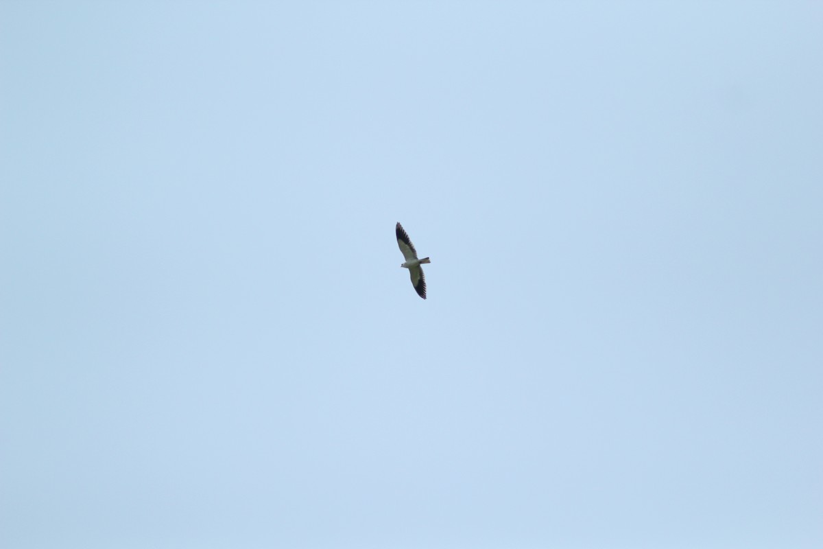 Black-winged Kite - Krit Adirek