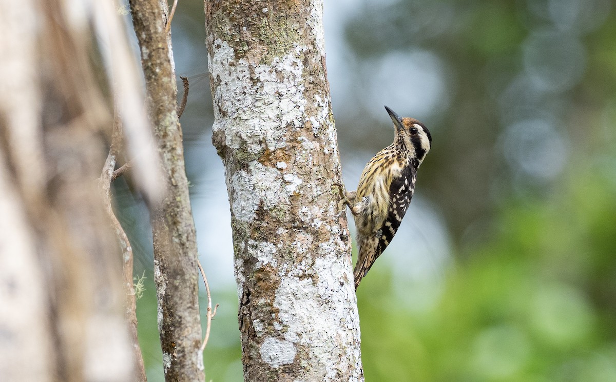 Philippine Pygmy Woodpecker - ML475961361
