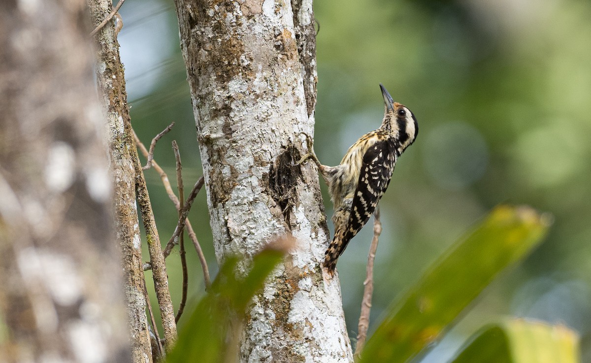 Philippine Pygmy Woodpecker - ML475961371