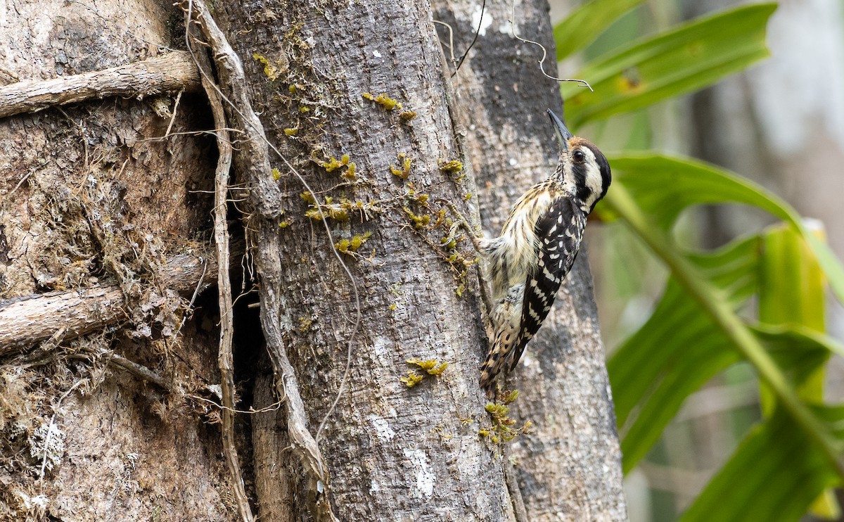 Philippine Pygmy Woodpecker - Forest Botial-Jarvis