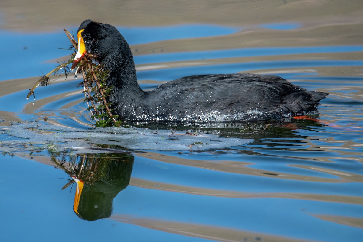 Giant Coot - ML475962221