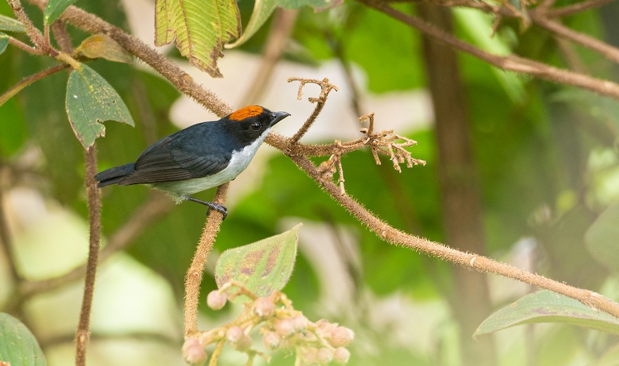 Flame-crowned Flowerpecker (Flame-crowned) - eBird