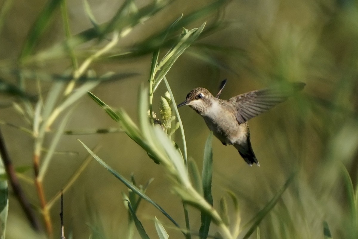 Anna's Hummingbird - ML475967591