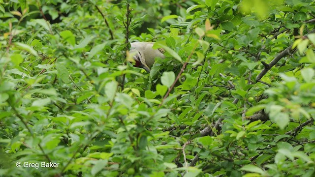 Gray-headed Woodpecker - ML475969881