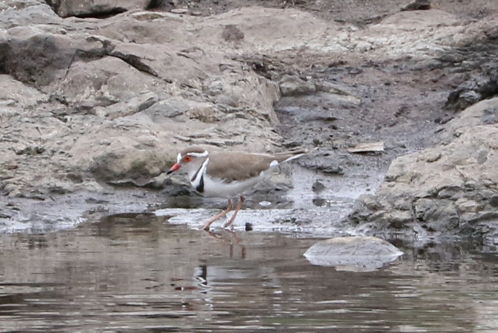 Three-banded Plover - ML47597001