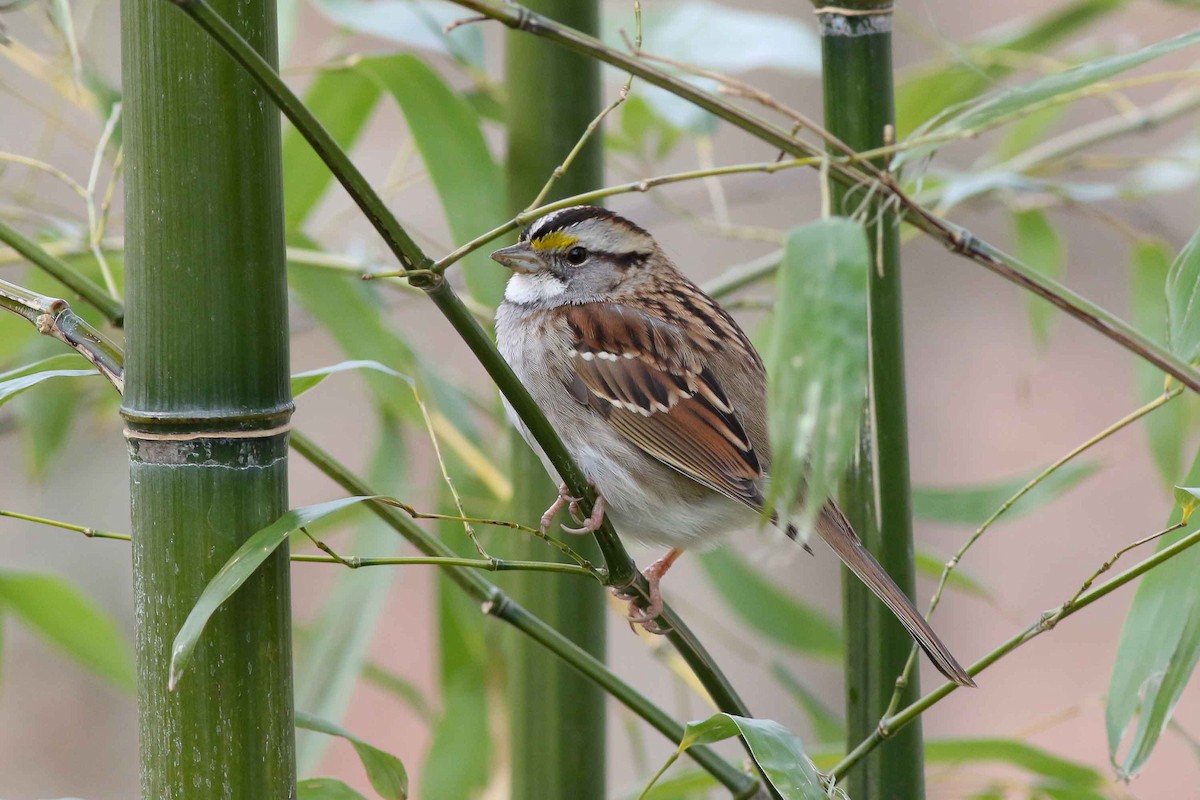 White-throated Sparrow - Michael O'Brien