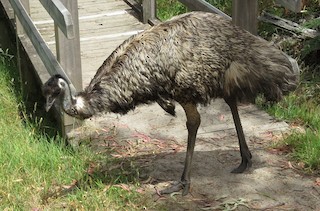 Emu, ML47597801
