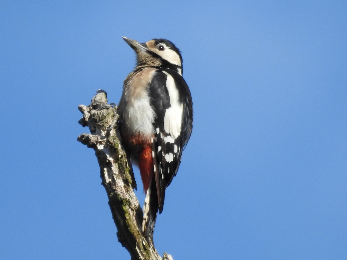 Great Spotted Woodpecker - ML475978051