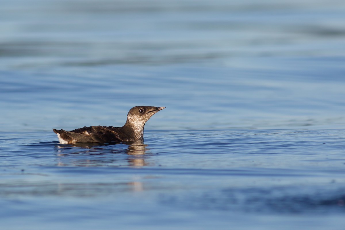 Marbled Murrelet - Nathan Dubrow