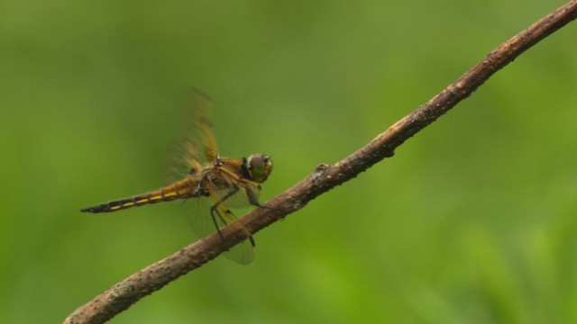 Four-spotted Skimmer - ML475984