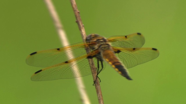 Four-spotted Skimmer - ML475985