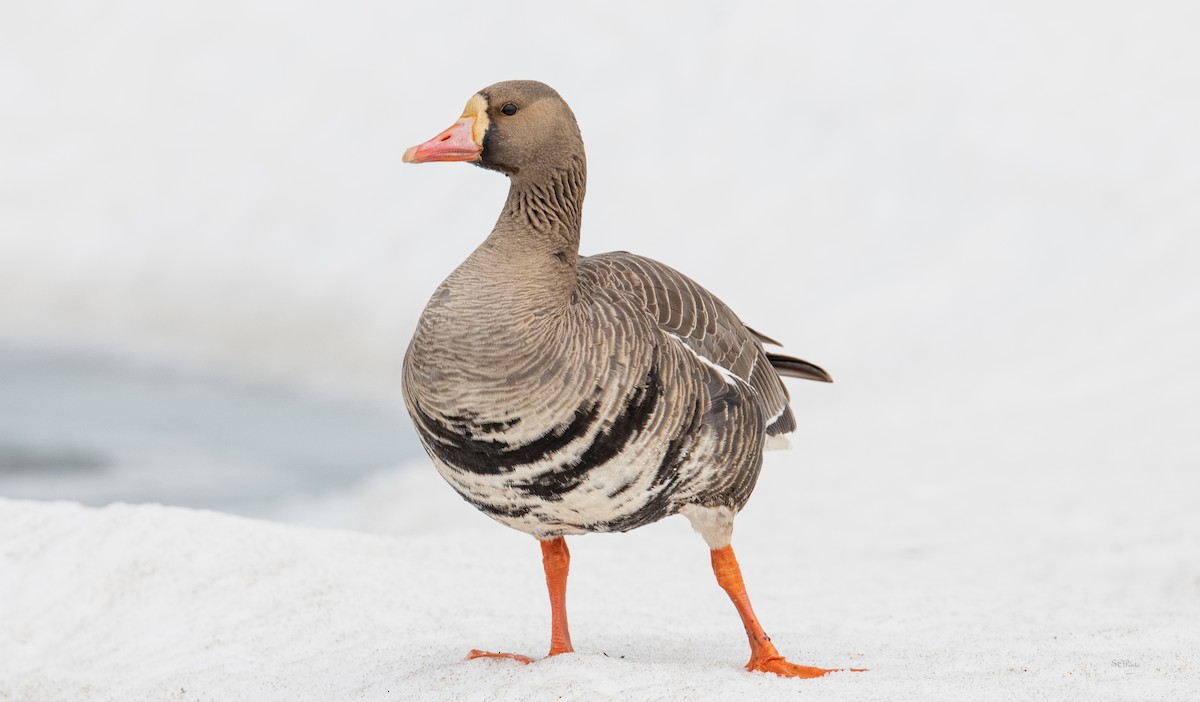 Greater White-fronted Goose - ML475991091