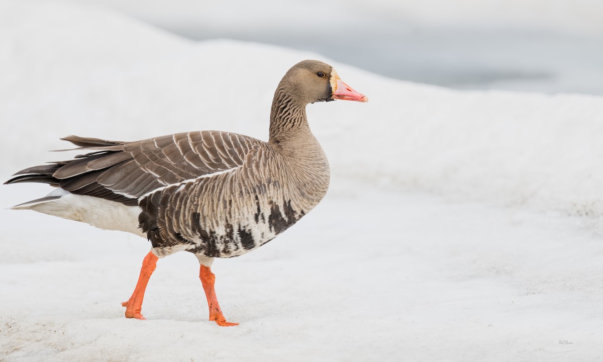 Greater White-fronted Goose - Shailesh Pinto