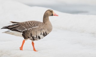 Greater White-fronted Goose, ML475991101