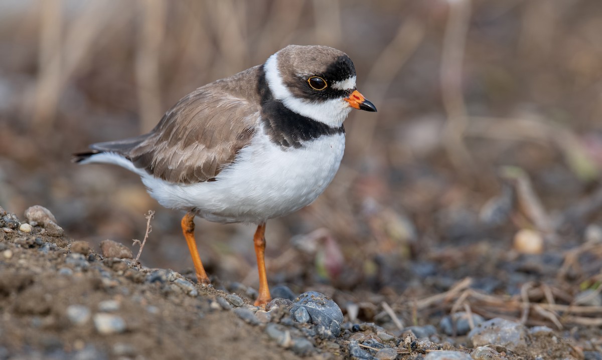 Semipalmated Plover - ML475991121