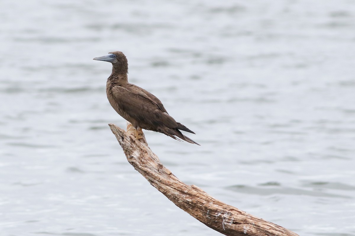 Brown Booby - ML475992171