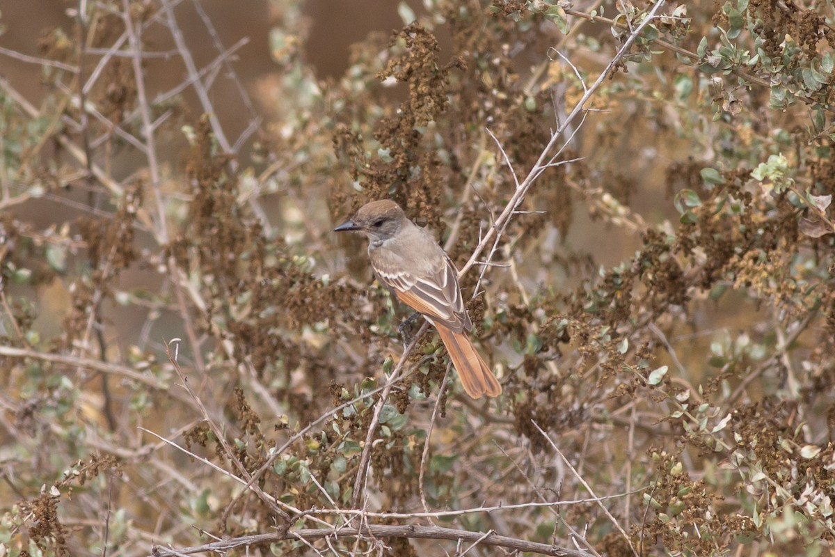 Ash-throated Flycatcher - Nathan French