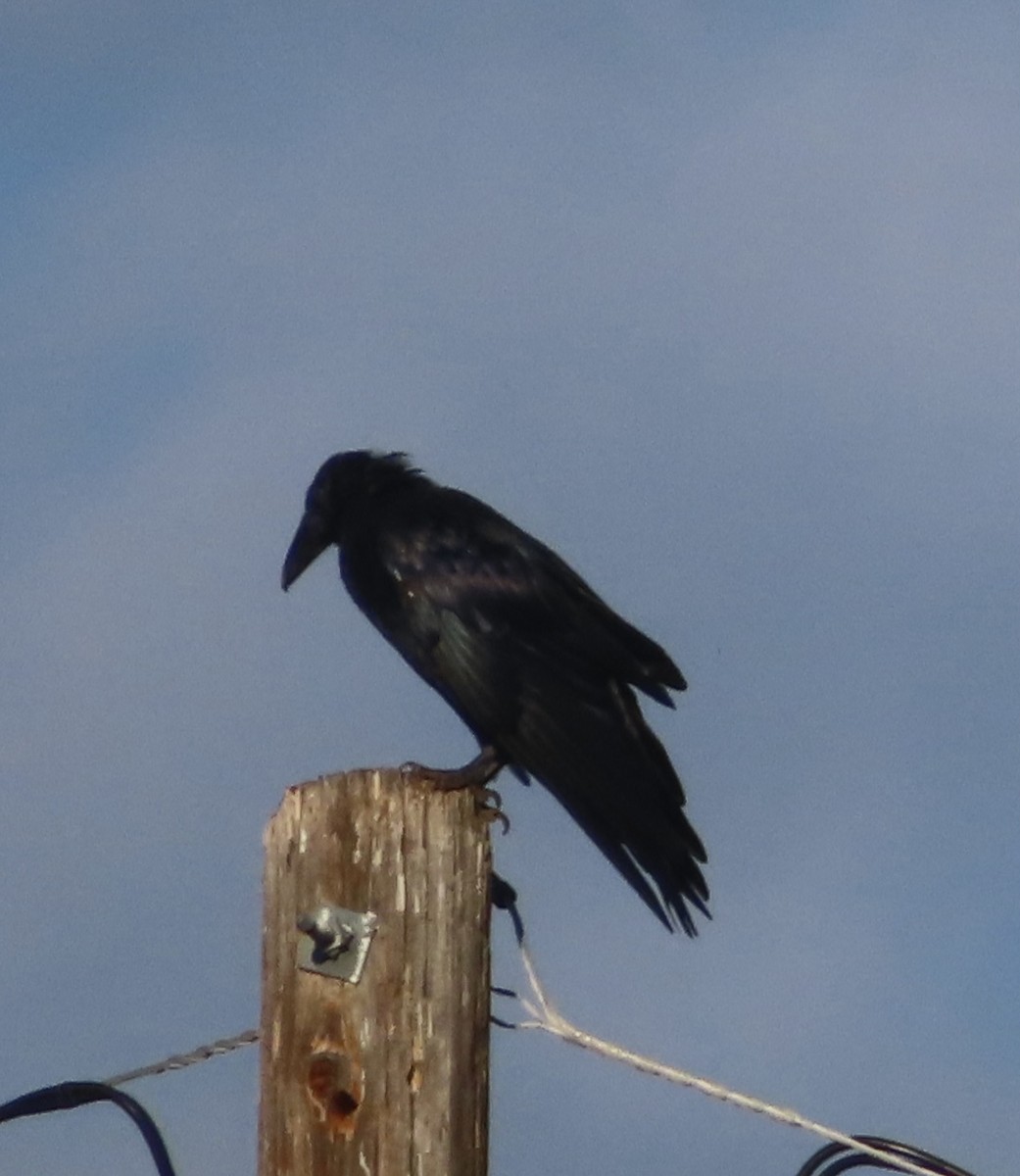 Common Raven - ML475995071