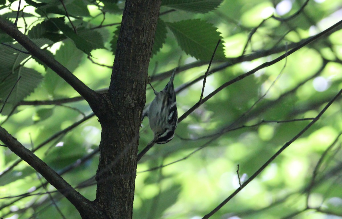 Black-and-white Warbler - ML475995171