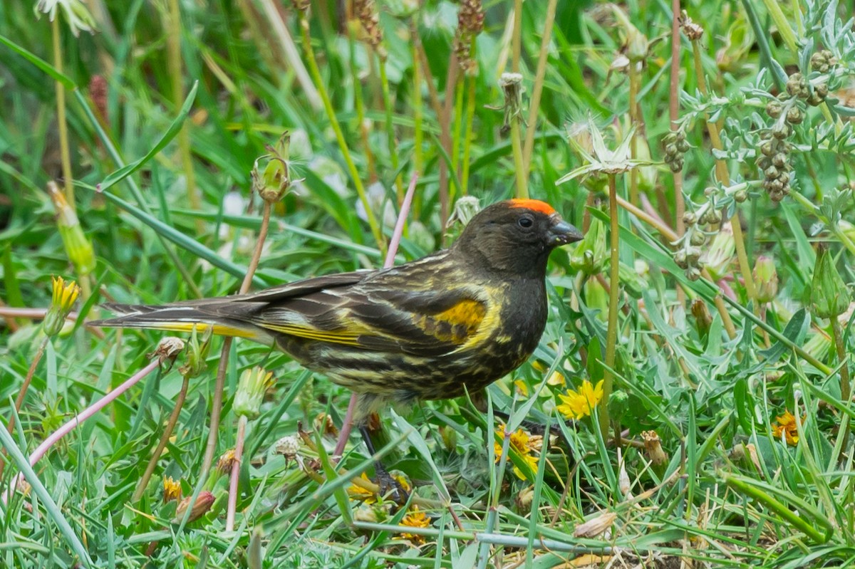 Fire-fronted Serin - ML475997231