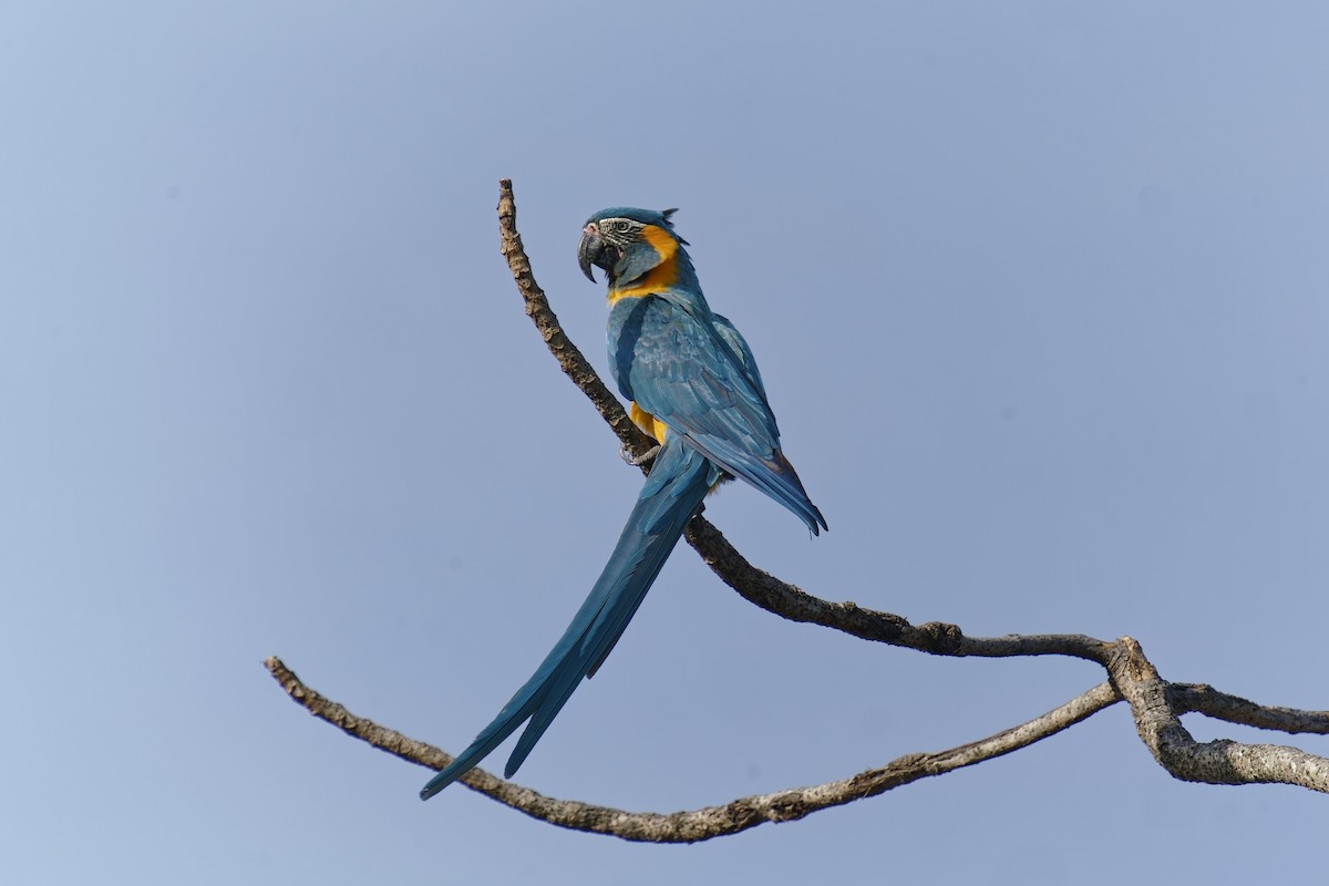 Blue-throated Macaw - ML475999841