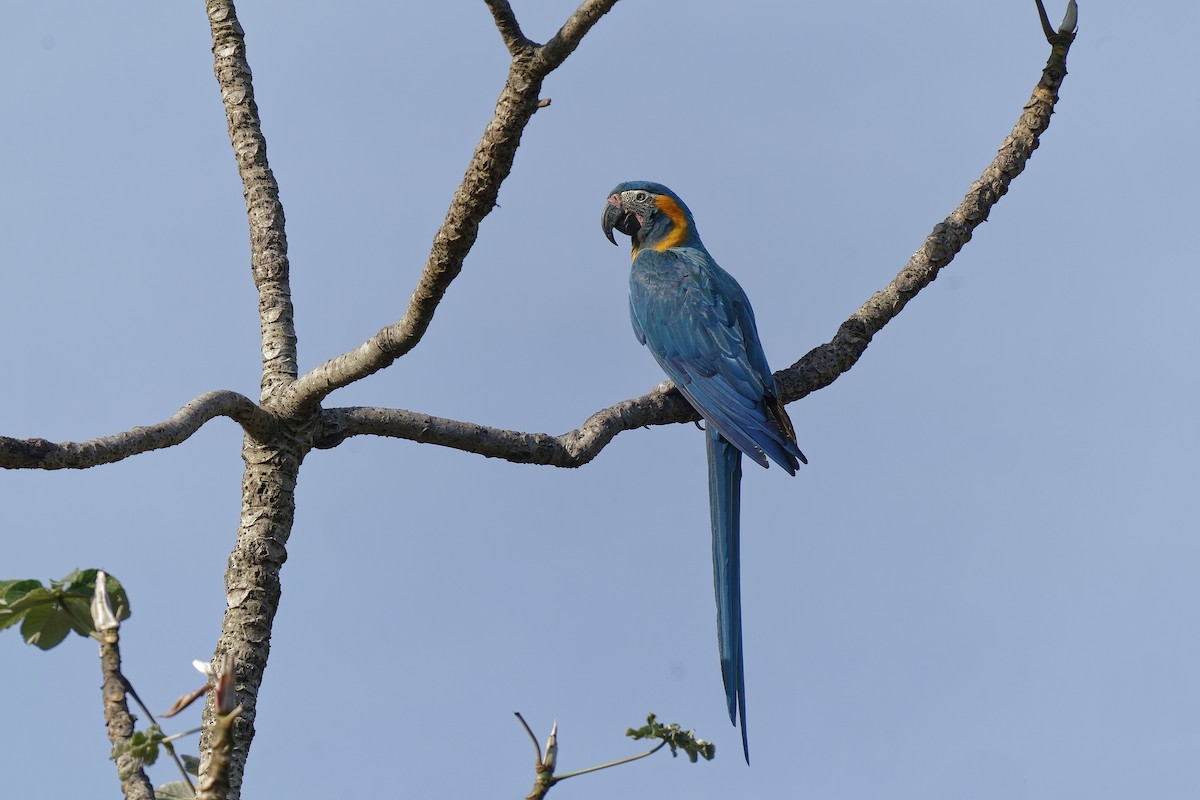 Blue-throated Macaw - ML476000571