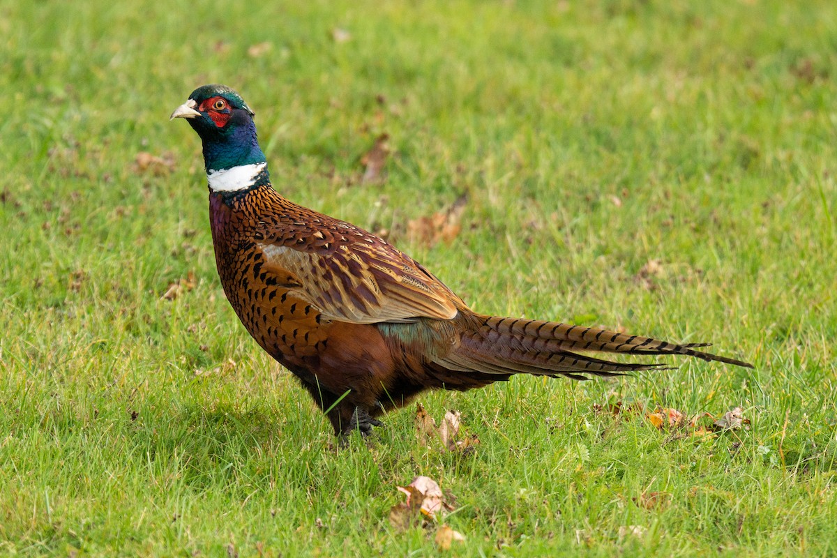 Ring-necked Pheasant - ML476003261
