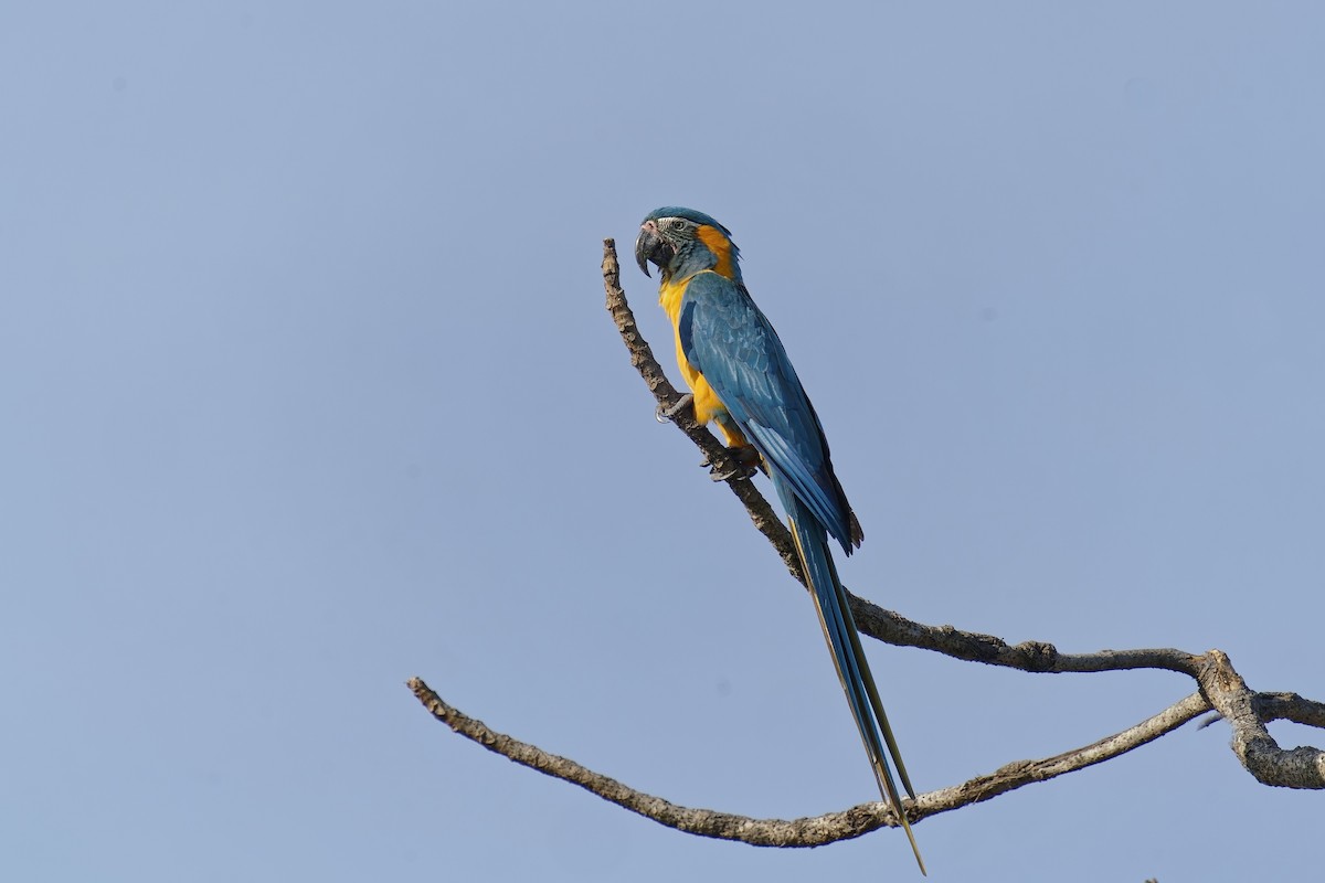 Blue-throated Macaw - ML476004161