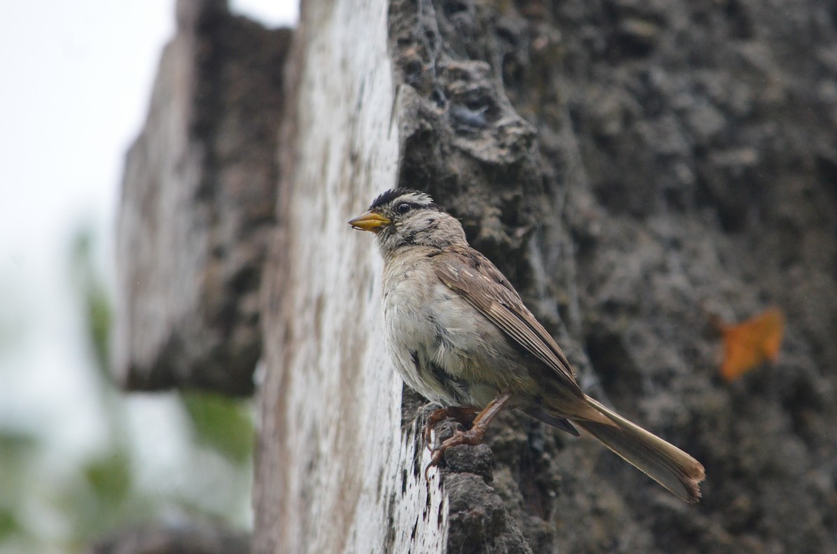White-crowned Sparrow (pugetensis) - ML476008731