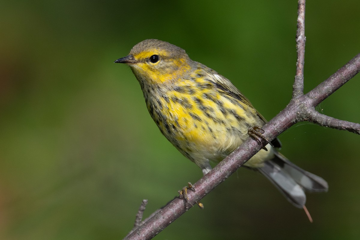 Cape May Warbler - ML476010641