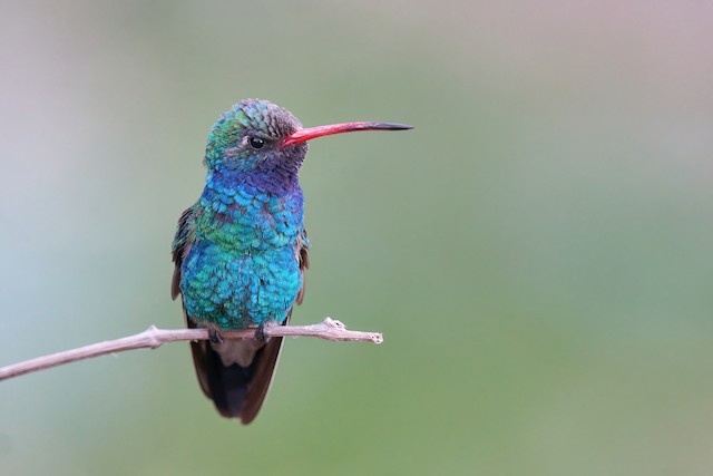 Broad-billed Hummingbird - Cynanthus latirostris - Birds of the World