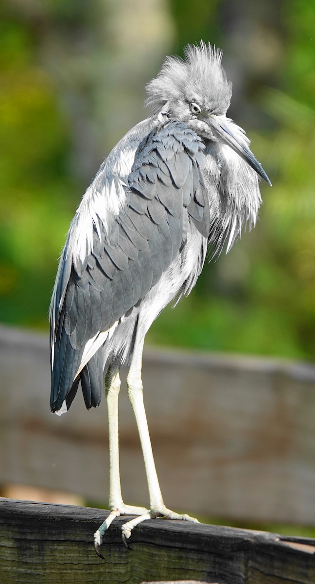 eBird Checklist 17 Aug 2022 Lettuce Lake County Park 26 species