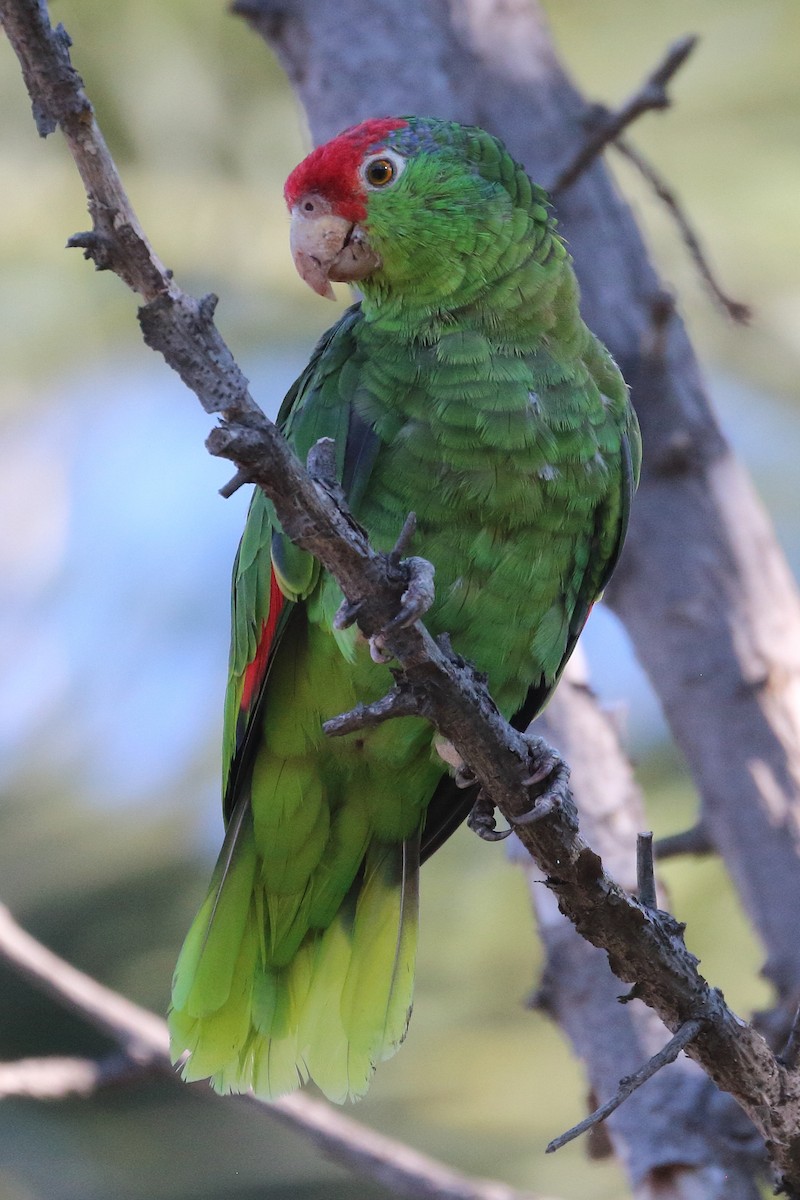 Red-crowned Parrot - ML476013231