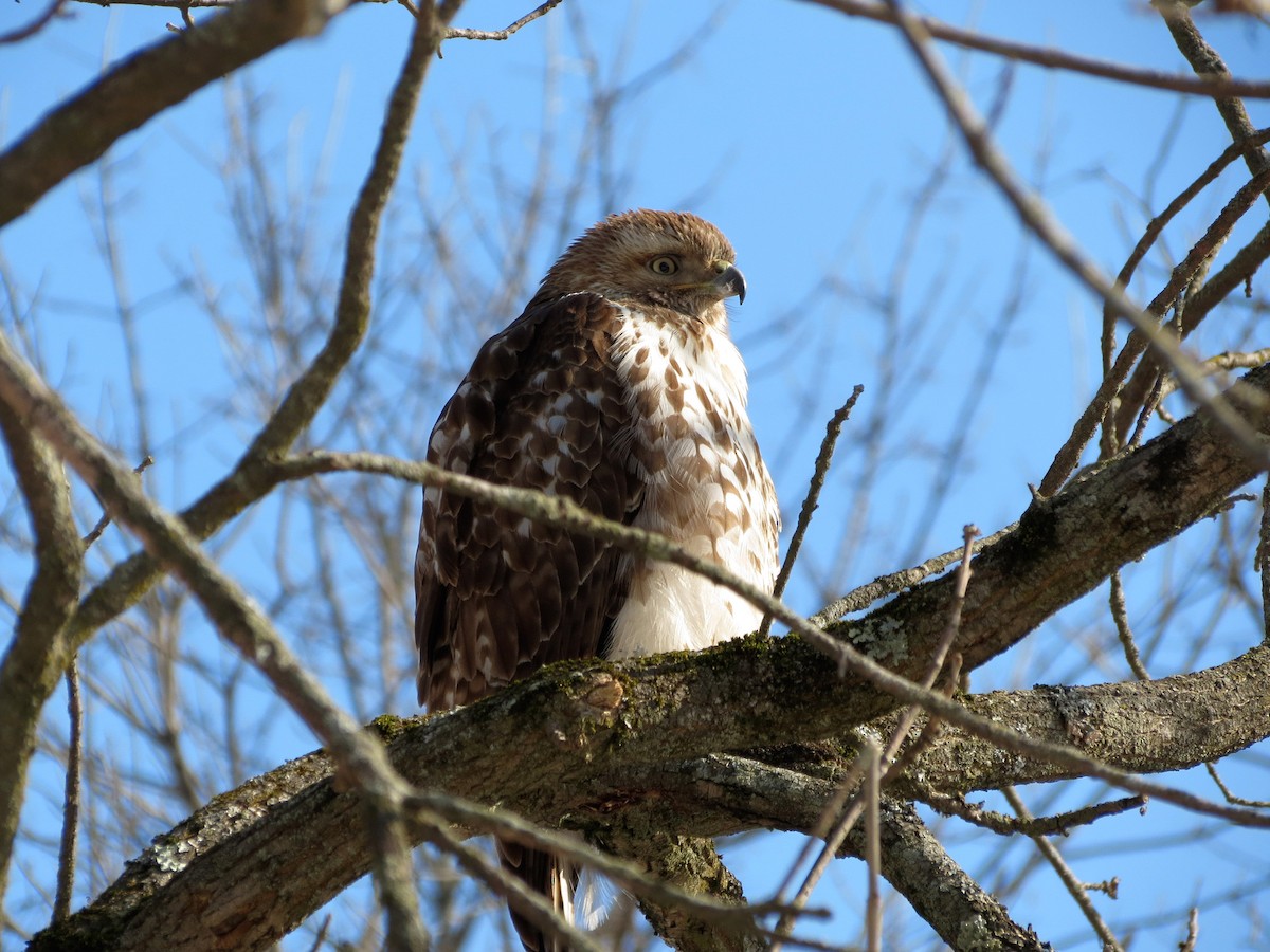 Red-tailed Hawk - ML47601371