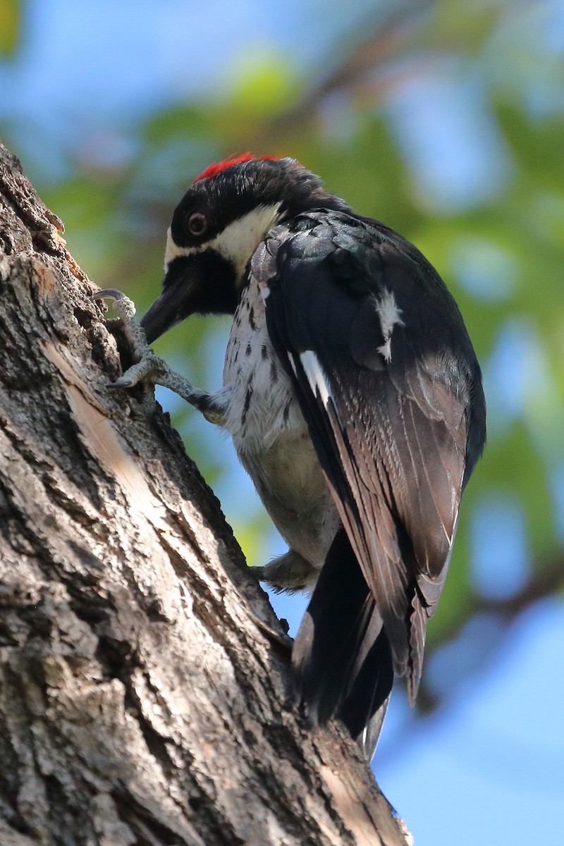 Acorn Woodpecker - ML476016501