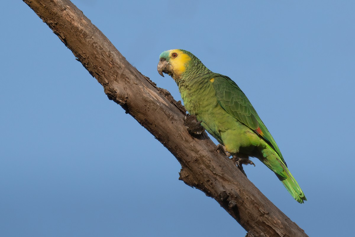 Turquoise-fronted Parrot - ML476018701