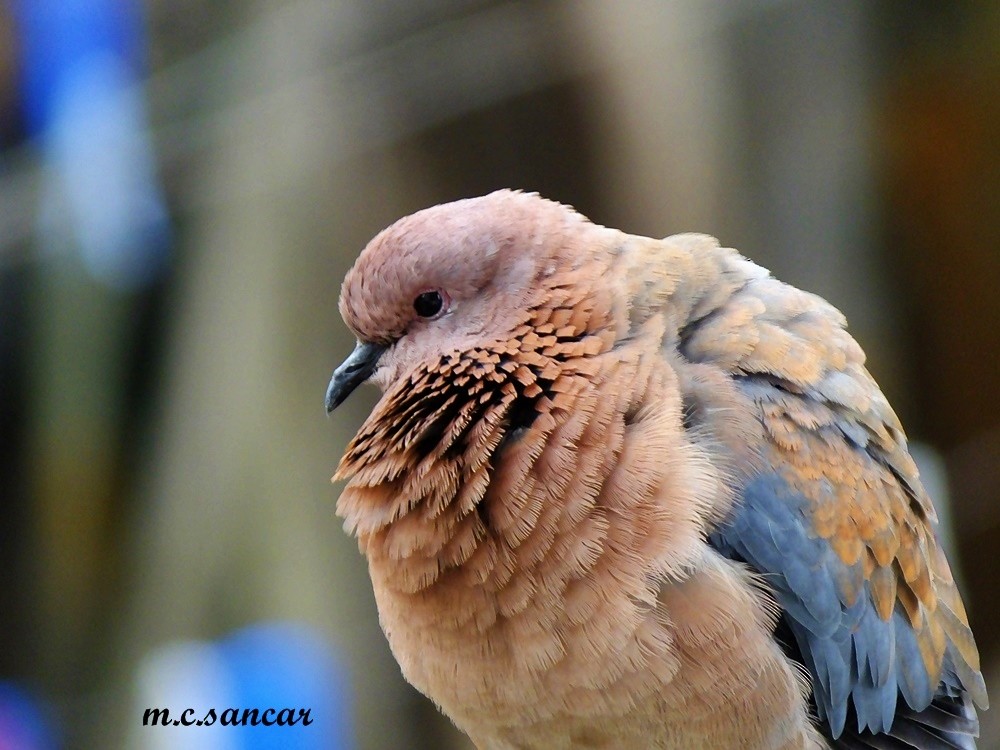 Laughing Dove - ML476019771