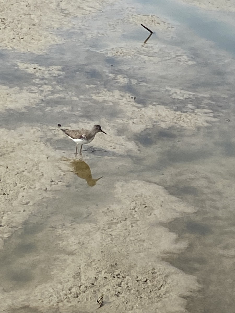 eBird Checklist - 17 Aug 2022 - **HUNTLEY MEADOWS PARK - 37 species