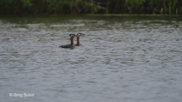 Red-necked Grebe - ML476023631