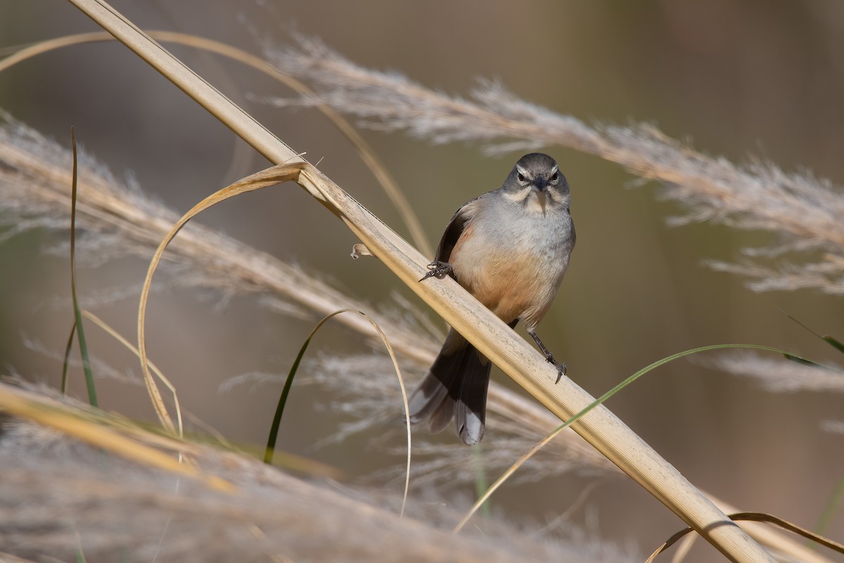 Rufous-sided Warbling Finch - Pablo Re