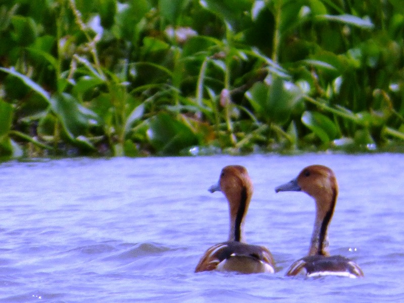 Fulvous Whistling-Duck - ML47603611