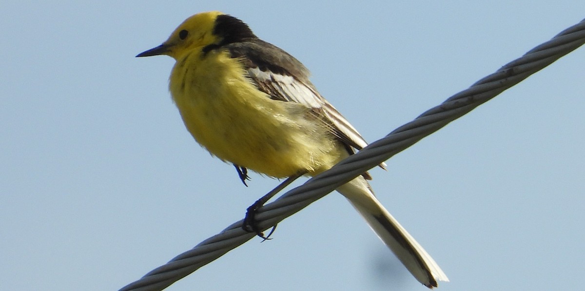 Citrine Wagtail (Black-backed) - ML476037231
