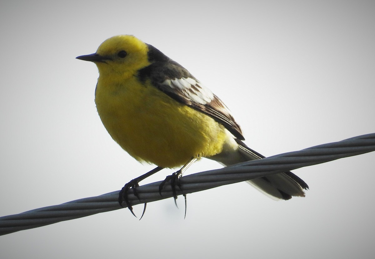 Citrine Wagtail (Black-backed) - ML476037311