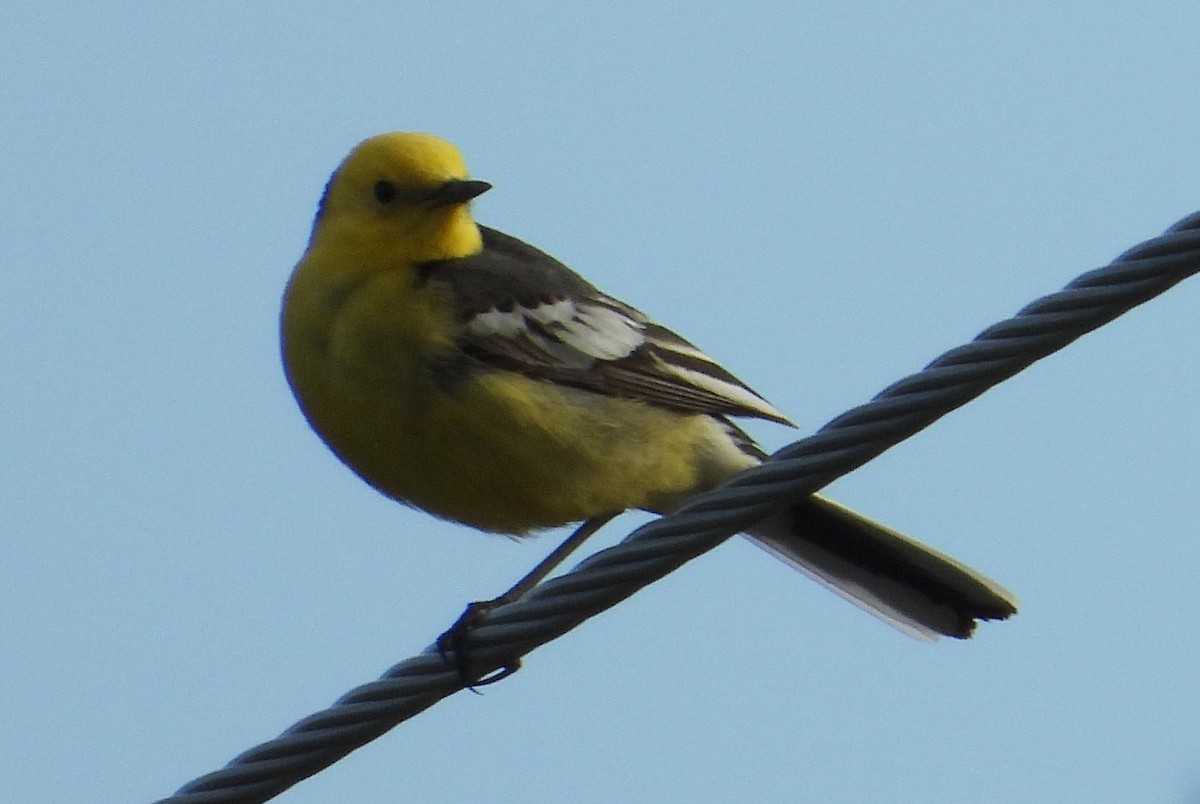 Citrine Wagtail (Black-backed) - ML476037421
