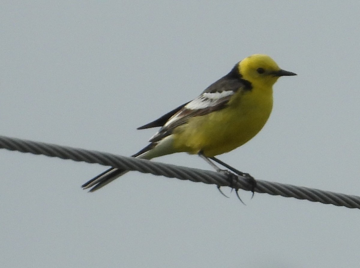 Citrine Wagtail (Black-backed) - ML476037641
